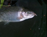 Bellas, Bellas y sobre todo Bien Pescadoras!!!
